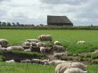 Waddengoud and Texel lamb